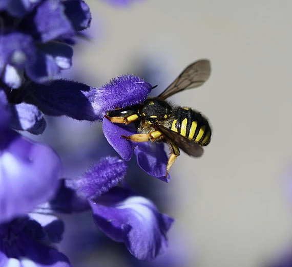 Bee on flower